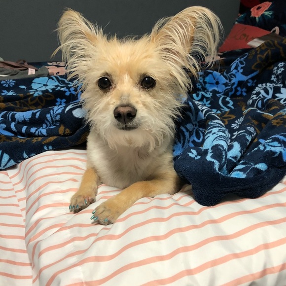 🐾💖🐶Meet Trixie!!🐶💖🐾 - Picture 4 of 4